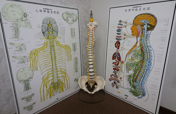 カイロプラクティックを学びたい方・募集中♪